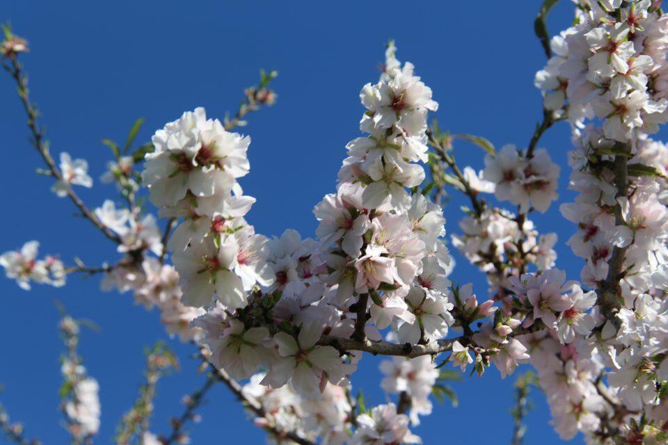 arbres de fleur dans le village de Santa Agnes