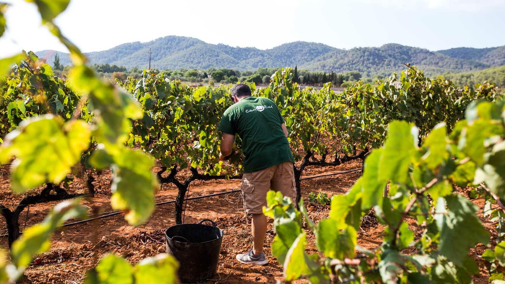 Vinos Ecológicos de Ibiza. Bodegas Can Rich