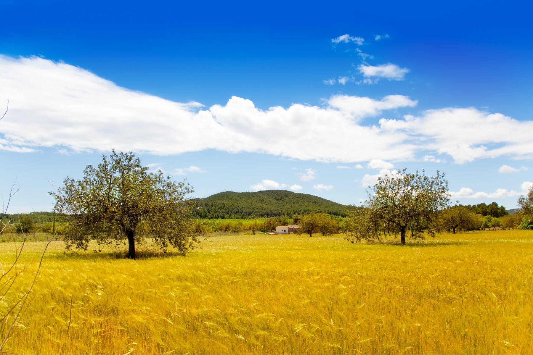 Ibiza Island campo countryside