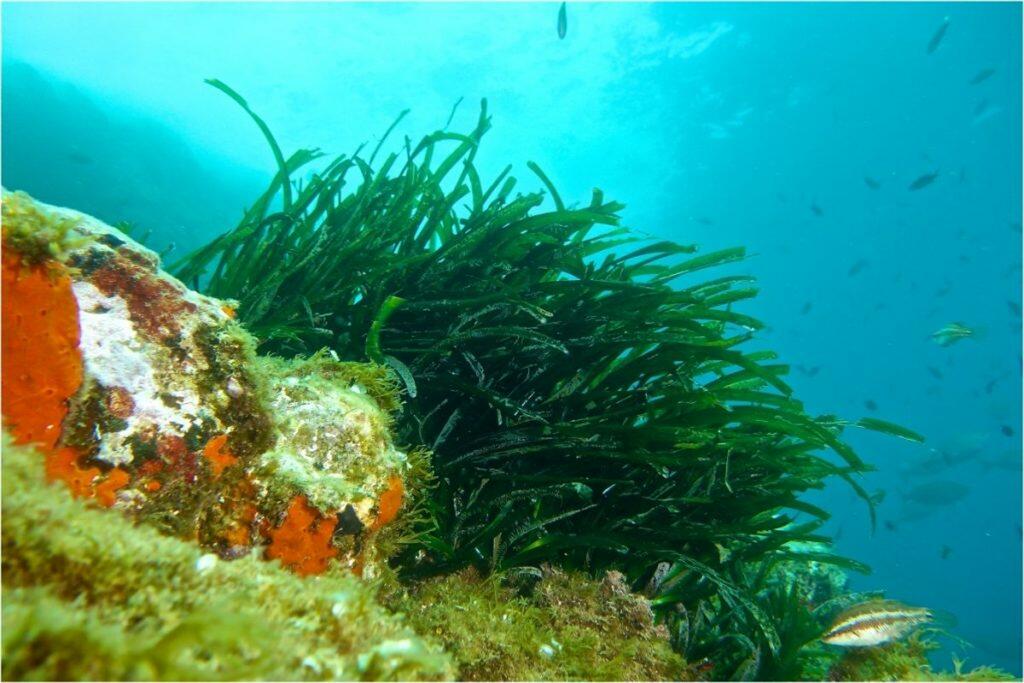 Protection de la posidonie IbizaPreservation
