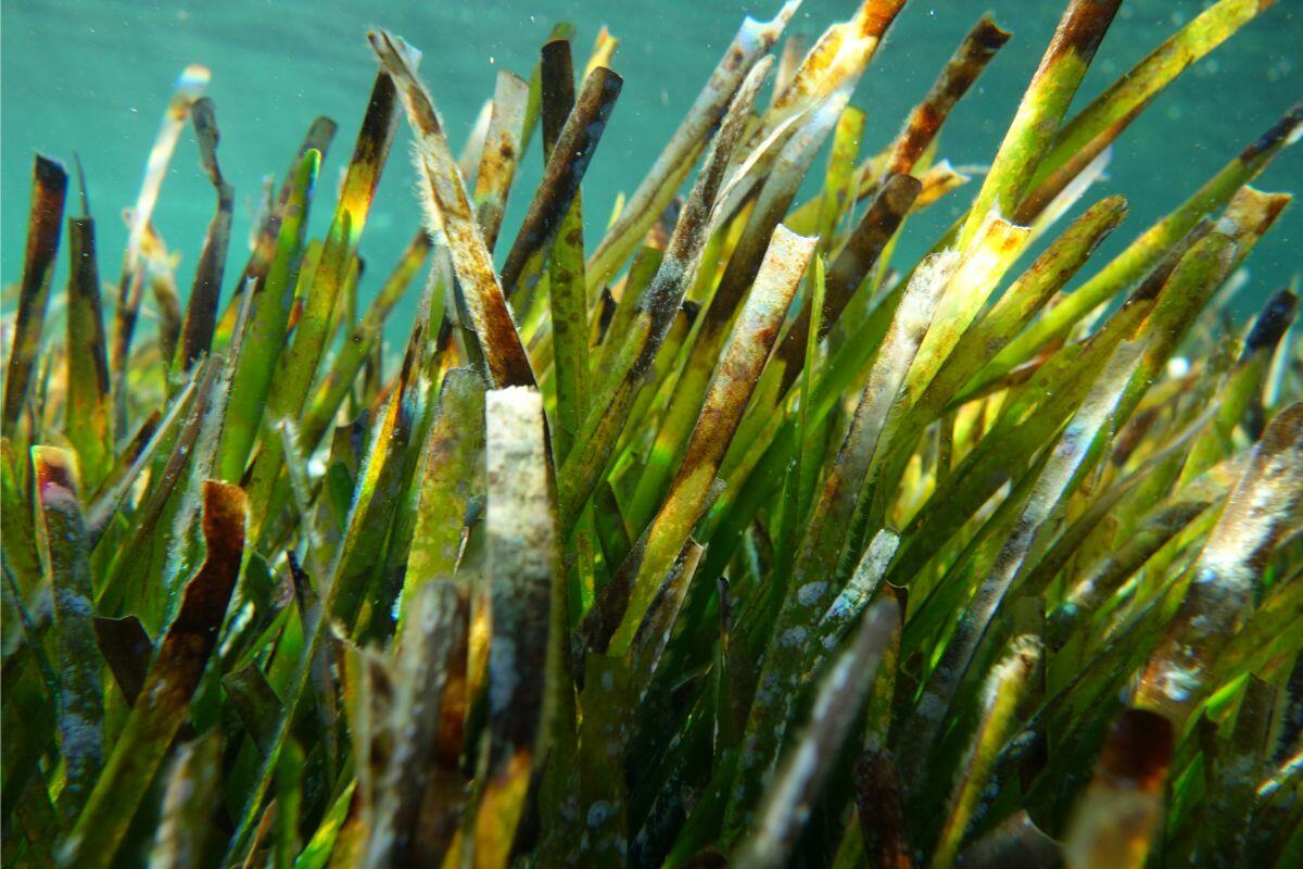 Posidonia oceanica, l'herbier marin présent dans les eaux autour d'Ibiza et de Formentera. Il soutient la vie marine, contribue à maintenir la clarté de la mer et joue un rôle important dans la protection du littoral.