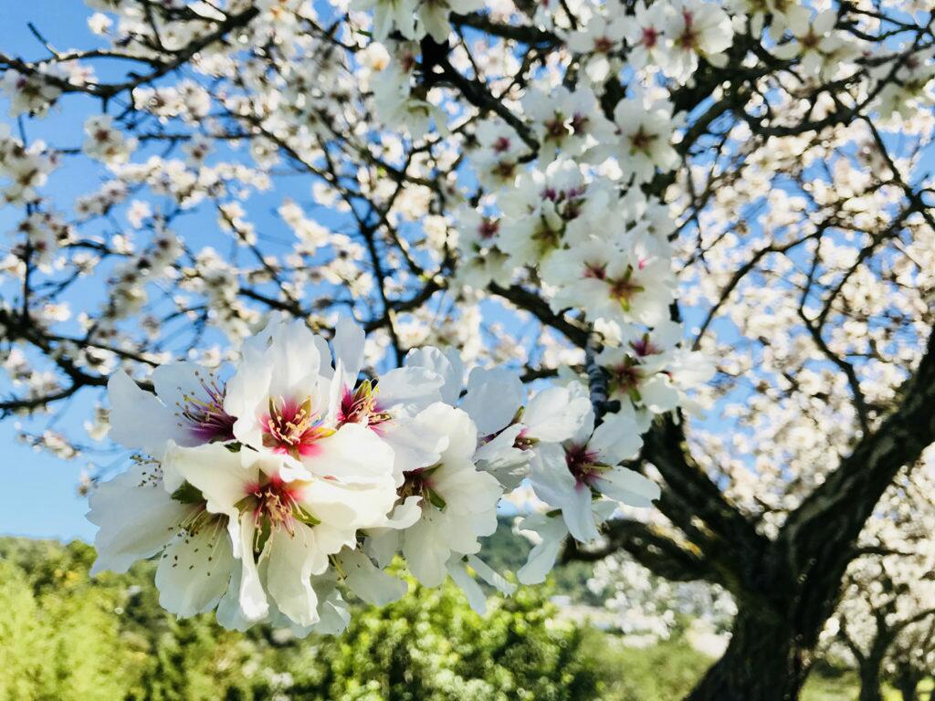 Amandes de San Agnes Ibiza