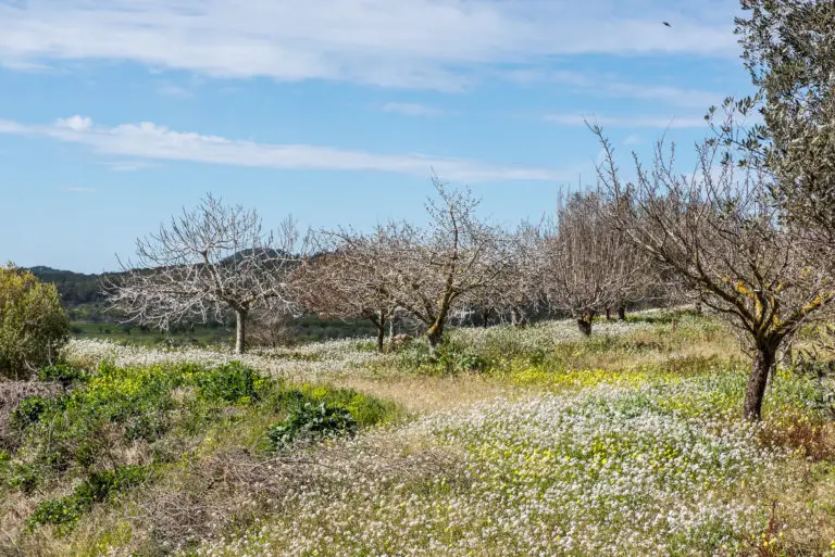 Ibiza en avril | Top 13 des choses à faire à Ibiza en avril