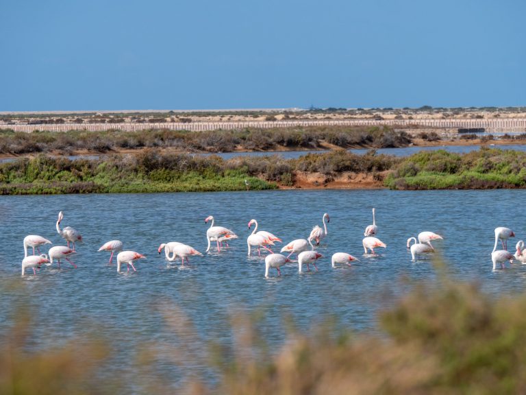Parc Naturel de Ses Salinas